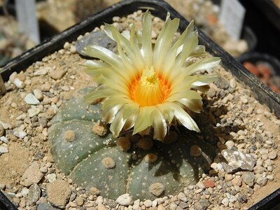 アストロフィツム・アステリアス（Astrophytum asterias）