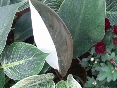 フィロデンドロン・ビルキン（Philodendron 'Birkin'）