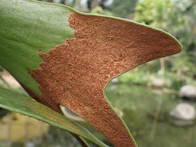 プラティセリウム・ビフルカツム（Platycerium bifurcatum）