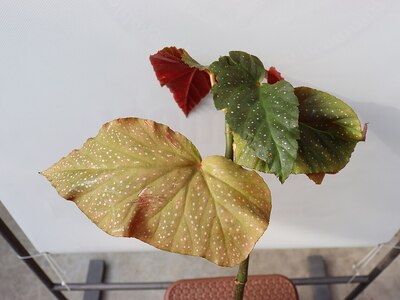 ベゴニア・マクラータ