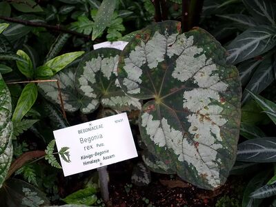 ベゴニア・レックス（Begonia rex）