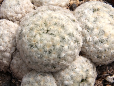 マミラリア・プルモーサ（Mammillaria plumosa）