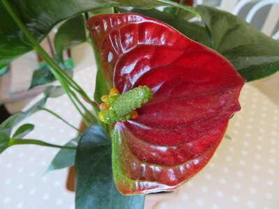 アンスリウム・アンドレアナム（Anthurium andraeanum）