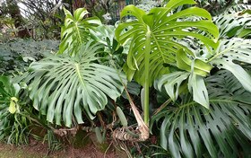 モンステラ・デリシオーサ