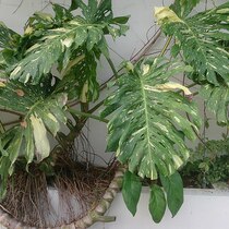 アルボ・バリエガータ