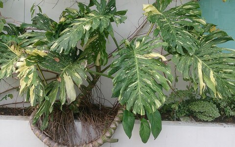 アルボ・バリエガータ