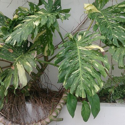 アルボ・バリエガータ