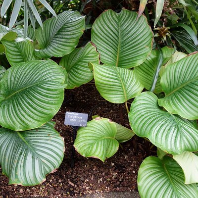 シルバースター