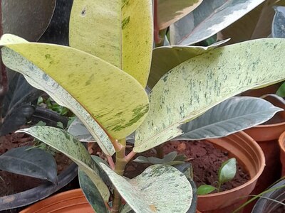 シヴェリアーナ