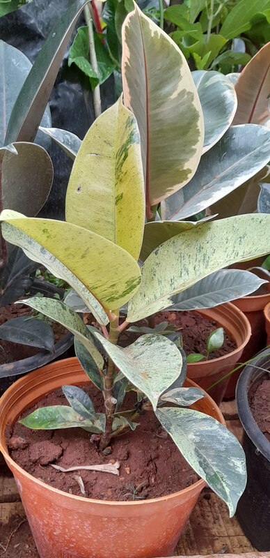 シヴェリアーナ（フィカス・エラスティカ）