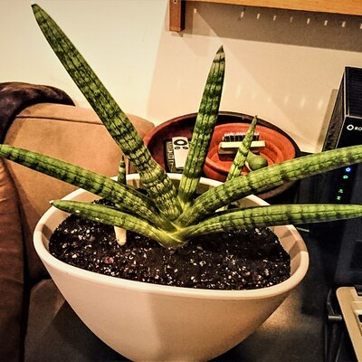 スターフィッシュ