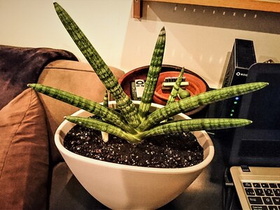 スターフィッシュ