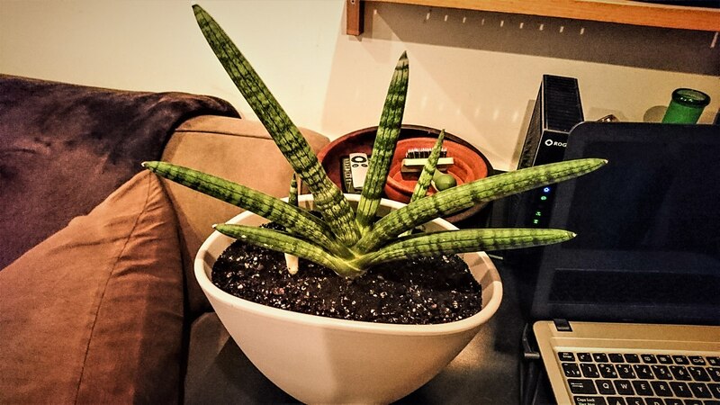 スターフィッシュ（サンスベリア・シリンドリカ）