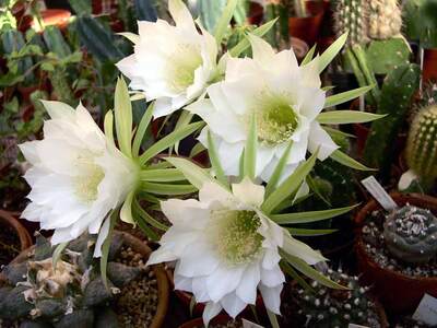 エキノプシス・サブデヌダータ（Echinopsis subdenudata）