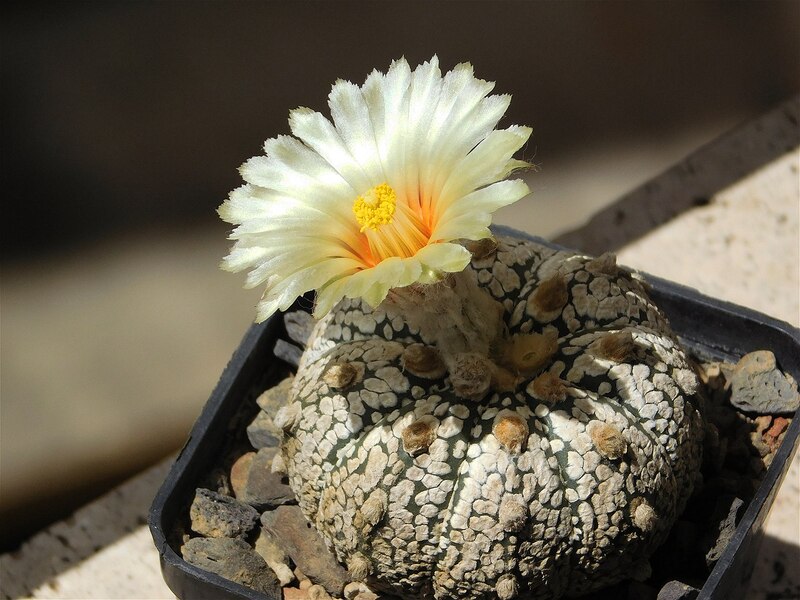 スーパー兜（アストロフィツム・アステリアス）