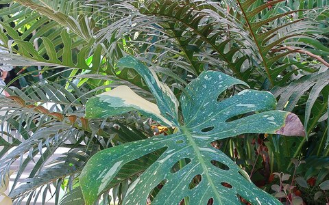 タイコンステレーション