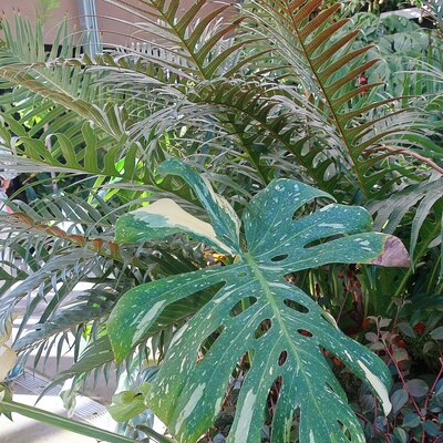 タイコンステレーション