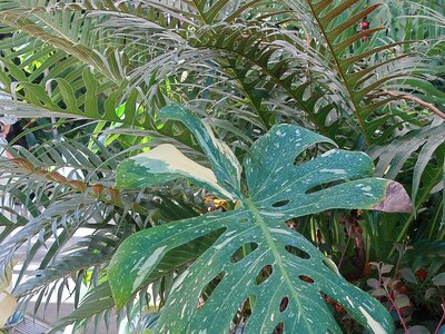 タイコンステレーション