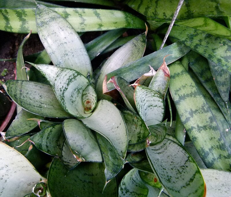 ハニー（サンスベリア・トリファスキアタ）