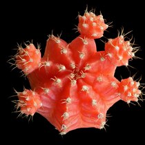 ヒボタンニシキ