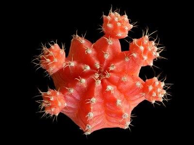 ヒボタンニシキ