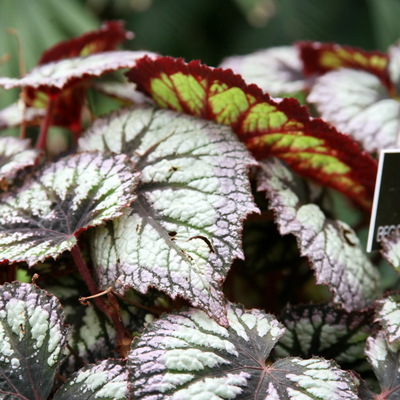 ファイヤーワークス