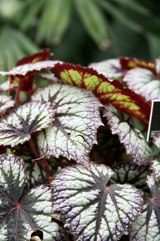 ファイヤーワークス（ベゴニア・レックス）