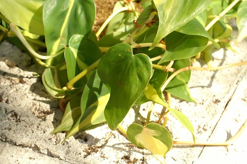 ブラジル（フィロデンドロン・ヘデラセウム）