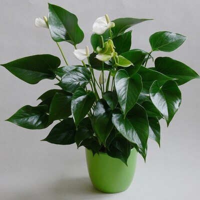 ホワイトチャンピオン