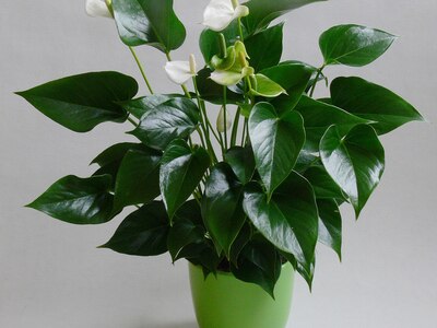 ホワイトチャンピオン