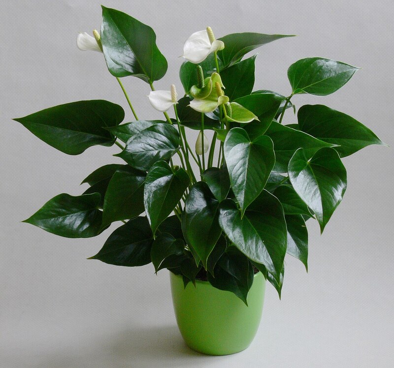 ホワイトチャンピオン