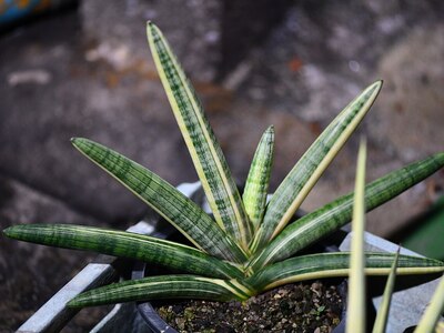 ボンセレンシス