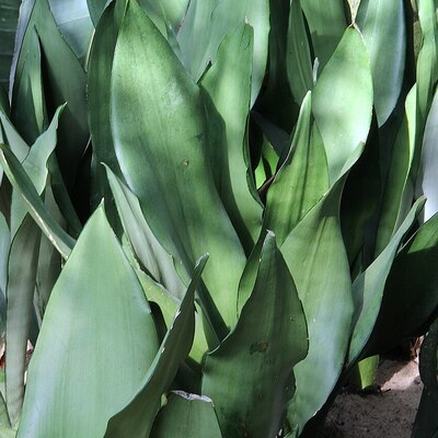 ムーンシャイン