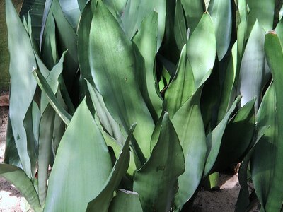 ムーンシャイン