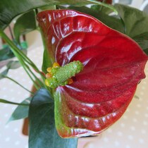 レッドチャンピオン