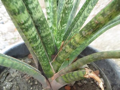 サンスベリア・シリンドリカ（Sansevieria cylindrica）