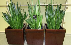 サンスベリア・トリファスキアタ